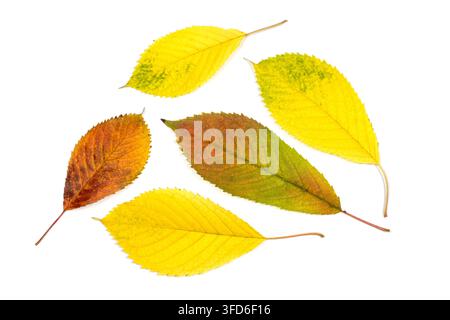 Satz aus herbstlichen Kirschblättern auf weißem Hintergrund. Gefallene gelbe Herbstblätter. Stockfoto