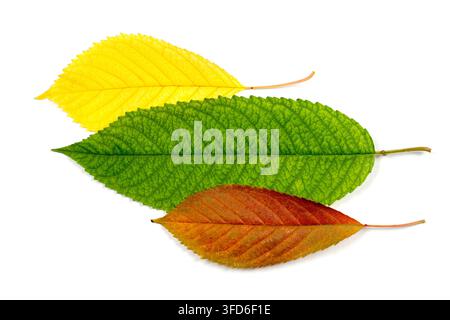 Farbenfrohe Kirschblätter auf weißem Hintergrund. Komposition aus natürlichen Blättern. Stockfoto