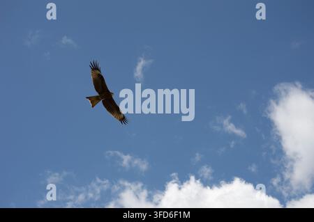 Orchon-Tal, Mongolei – 5. August 2026: Ein schwarzer Milan schwebt in einem klaren blauen Himmel Stockfoto