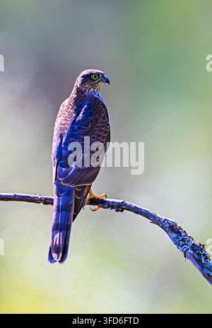 Eurasischer Sperlingskauz (Accipiter nisus) aus Marnardal, Agder, Südnorwegen im August. Stockfoto