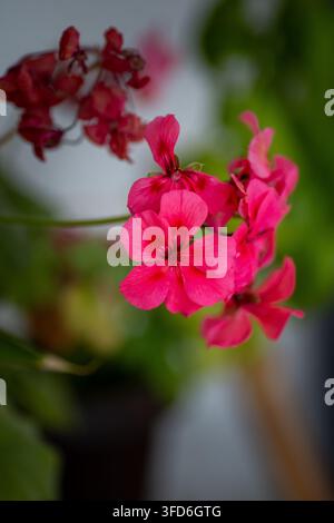 Nahaufnahme von pinkem Efeu-Geranien (Pelargonium peltatum) mit kaskadierenden Blüten, die in einem Beet wachsen, mit selektiver Fokussierung auf die zentralen rosa Blütenblätter Stockfoto