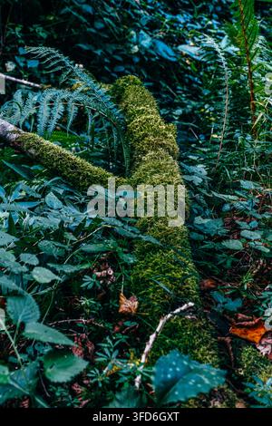 Moosbedeckter umgestürzter Ast mit Farnen im dichten Waldboden, üppige grüne Vegetation, Wildes Naturunterholz als Hintergrund Stockfoto