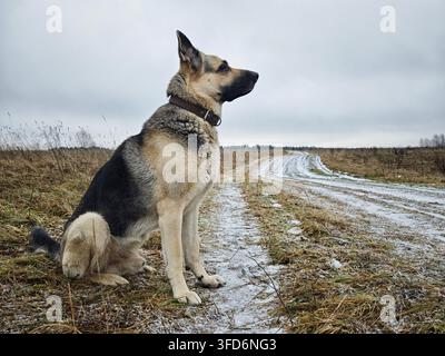 Ein Schäferhütehund sitzt auf einem verschneiten Pfad in einer offenen Feldfläche. Der Hund wirkt wachsam und aufmerksam, während er das Gelände überwacht. Stockfoto