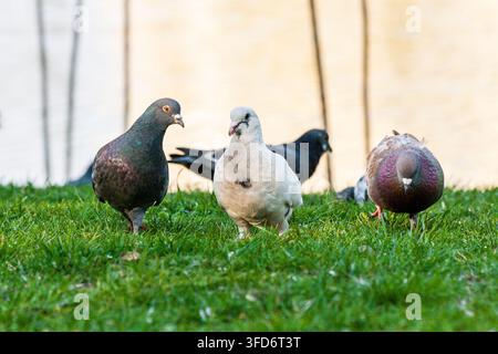Tauben laufen im Gras, Nahaufnahme Stockfoto