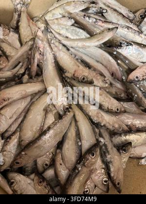 Frische rohe Sprotten dicht verpackt in einer Kiste für den Meeresfrüchte-Markt. Haufen frischer roher Sprotten oder kleiner silbriger Fische dicht gepackt in einer Versandkiste, Staub Stockfoto