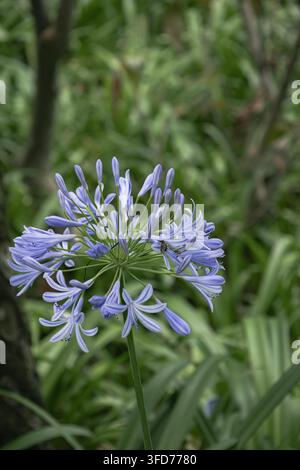 Detaillierte Makrofotografie eines blühenden Blaualoe-Blütenstandes mit weißen Streifen auf den Blütenblättern. Eine einsame Honigbiene ist scharf im Fokus, per Stockfoto