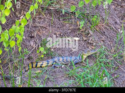 Baby-Alligator sonnt sich an einem Flussufer im Amazonas-Regenwald Stockfoto