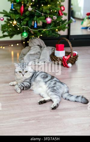 Gemütliche Weihnachtsmomente Eine zufriedene Katze, die sich zwischen bunten Geschenken unter dem funkelnden Baum einkuschelt und den Feiertagsgeist mit Wärme und Freude umarmt. Stockfoto