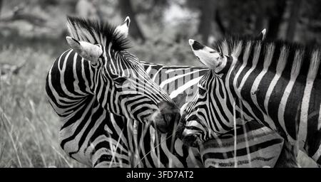 Zwei Steppenzebras (Equus quagga) stehen Kopf an Kopf im hohen Gras, schwarz und weiß, Cradle Moon Lakeside Game Lodge, Muldersdrift, Cradle of Humank Stockfoto
