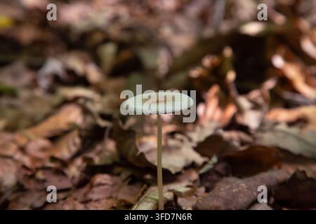 Dieses wunderschöne Makro-Naturfoto zeigt einen winzigen essbaren Lorchelpilz, der während der Herbstsaison natürlich auf dem Waldboden wächst Stockfoto