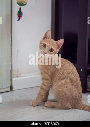 Eine aufmerksame rote Katze sitzt auf einem gefliesten Boden in einer hellen Wohnung und wirft einen Blick über ihre Schulter in Richtung der Kamera. Stockfoto