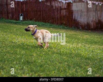 Ein verspielter hellbrauner Welpe rast mit flatternden Ohren über einen grünen Rasen und wird mitten im Schritt in einem sonnigen Hinterhof eingefangen. Stockfoto