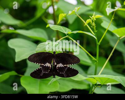 Ein Paar paarender schwarzer Schwalbenschwanzfalter ruhen Flügel an Flügel auf einem grünen Blatt, ihre blassen Flügelbänder und zarten Fühler sind sichtbar. Stockfoto