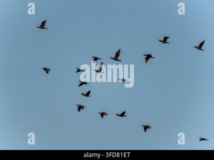 Dutzende von Schwanenkranichen verteilen sich über einen nebligen grau-blauen Himmel und bilden einen breiten, zerstreuten Zugschwarm. Stockfoto