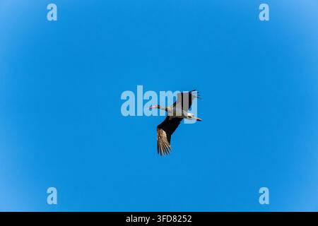 Ein schwarzer Storch gleitet schräg über einen klaren Himmel, sein langer roter Schnabel zeigt nach vorne und die Flügel sind im gleichmäßigen Flug angewinkelt. Stockfoto