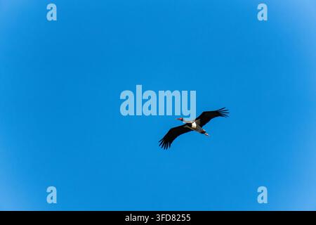 Ein schwarzer Storch gleitet durch einen klaren blauen Himmel, seine glänzenden schwarzen Flügel und der rote Schnabel und die roten Beine heben sich in scharfem Kontrast ab. Stockfoto