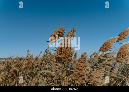 Goldene Schilfplumen schaukeln im Wind vor einem klaren blauen Himmel, mit einem dunstigen See und fernen Hügeln, die unten sichtbar sind. Stockfoto