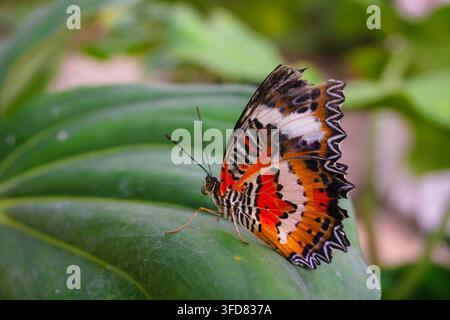 Heller Schmetterling ruht sanft auf breitem grünen Blatt. Die Flügel zeigen lebhafte orange, rote und schwarze Muster. Die Ränder sind gezackt, ausgefranst und zart Stockfoto