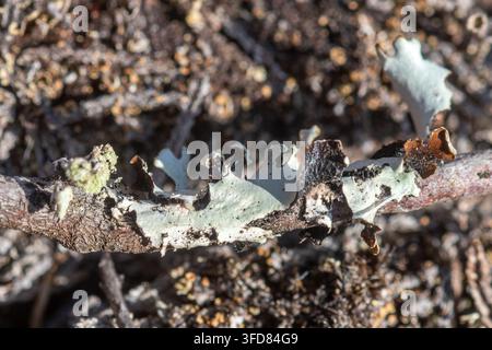 Nahaufnahme von Hypogymnia physodes, auch bekannt als Mönchs-Haidelichen, auf Niedermoorheide oder Heidebiotop in Surrey, England, UK. Blättrige Flechten Stockfoto