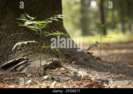 Ein schlanker grüner Sämling wächst aus blattbedecktem Waldboden neben dem strukturierten Stamm und den freiliegenden Wurzeln eines ausgewachsenen Baumes. Weiches natürliches Licht und ein sh Stockfoto