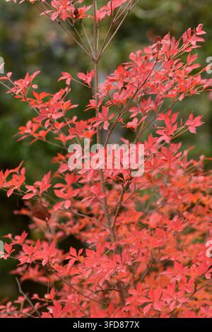 Ein ruhiges, friedliches Bild mit einem lebendigen roten Japanischen Ahorn mit zarten, fiedrigen Blättern und einer natürlichen Außeneinrichtung. Stockfoto