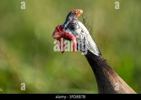 Nahaufnahmeporträt eines Helmhuhns mit roten Läppchen und blauweißem Kopf Stockfoto