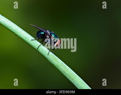 Makro-Nahaufnahme einer irisierenden grünen Fliege (Calliphoridae), die auf einem schrägen grünen Pflanzenstängel sitzt. Stockfoto