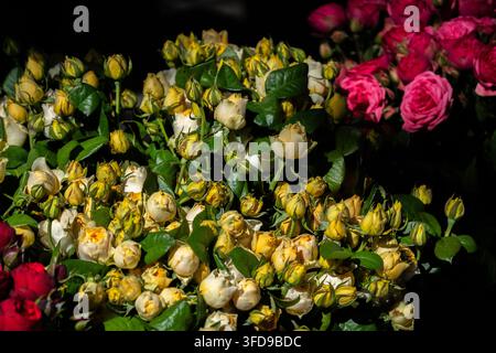 Frische gelbe und rosa Mini-Sprayrosen mit grünen Blättern in einem Blumenmarktstraußarrangement. Stockfoto