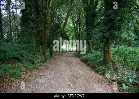 Ein von Bäumen gesäumter Feldweg kreuzt einen dichten Wald auf dem Camino del Norte zwischen Abadín und Vilalba. Stockfoto