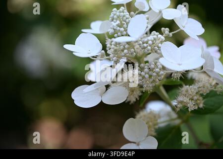 Wunderschöne weiße Hortensie in einem New Yorker Park an einem Sommernachmittag. Stockfoto