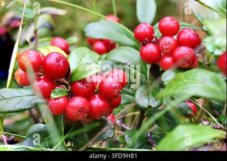 Nahaufnahme von reifen roten Preiselbeeren (Moltebeeren), die in Büscheln zwischen glänzenden grünen Blättern in einem finnischen Wald wachsen. Die leuchtend roten Beeren kontrastieren mit Stockfoto