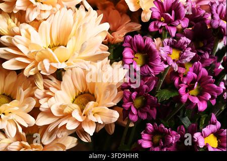 Nahaufnahme eines farbenfrohen Blumenarrangements mit pfirsichfarbenen Chrysanthemen und dunkelvioletten Chrysanthemen mit gelben Mittelpunkten. Die dicht gepackten Stockfoto