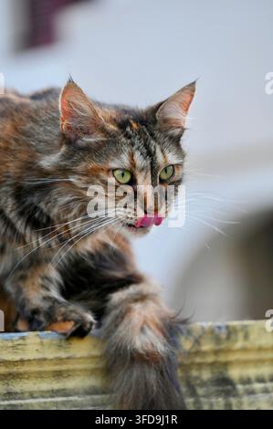 eine flauschige dunkle Tabby-Katze, die mit ihrer Zunge ihre rosa Nase und Lippen leckt, während sie auf einer Außenmauer hockt. Stockfoto