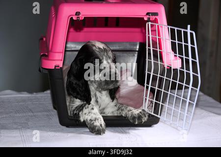 Kleiner süßer schwarz-weißer Welpe mit langen schwarzen Ohren der Spaniel-Rasse liegt in einem Haustiertransportkäfig. Jagdhunde Stockfoto