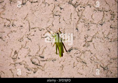 Eine Nahaufnahme eines lebhaft grünen Grashüpfers, der auf einer hellen, strukturierten Keramikwand ruht. Stockfoto