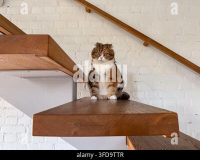Katze auf der Treppe schaut in die Kamera, Konzept von Haustieren, Zuhause, Banner, Kopierraum Stockfoto
