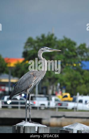Ein Grauer Reiher (Ardea herodias) steht majestätisch auf einem Holzstegpfahl vor einem verschwommenen Hintergrund von Marina-Verkehr in Sarasota, Florida Stockfoto