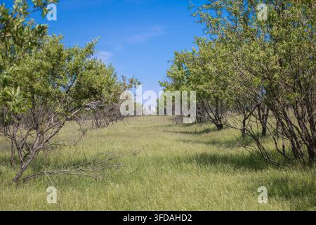 Grüner Obstgarten mit Reihen von Bäumen und hohem Gras unter klarem blauem Himmel. Stockfoto