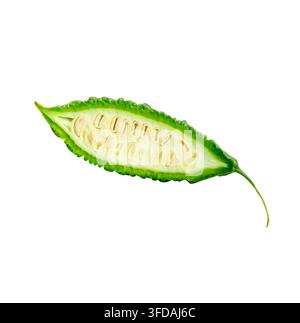 Vorderansicht eines einzelnen grünen Bitterkürbis oder einer Bittermelone in der Hälfte ist auf weißem Hintergrund mit Schnittpfad isoliert. Stockfoto