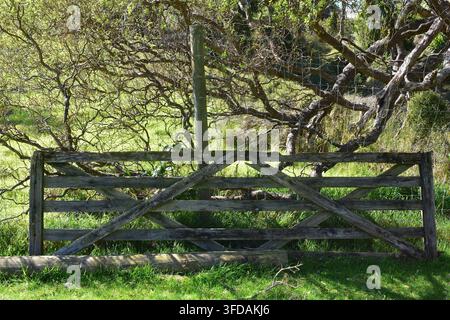Ein rustikales hölzernes Bauernhaus-Tor und ein moosbewachsenes Baumstamm sitzen in einer grünen Weide, eingerahmt von dicken Bäumen und hellem Gras an einem sonnigen Tag. Stockfoto