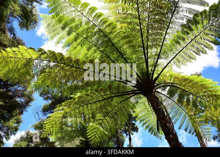 Blickt man hinauf in einen massiven Mamaku-Baumfarn, fächern sich grün leuchtende Wedel unter einem blauen Himmel voller fluffiger Wolken aus. Stockfoto