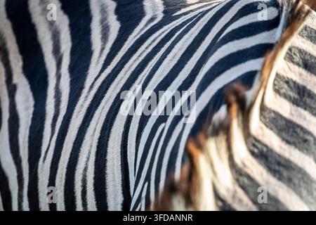 Nahaufnahme von Zebrastreifen und strukturierter Haut Stockfoto