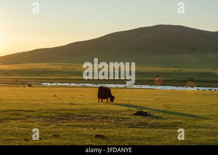 Orchon-Tal, Mongolei - 5. August 2026: Ein Yak grast im Silhouetten gegen das goldene Sonnenauflicht. Stockfoto
