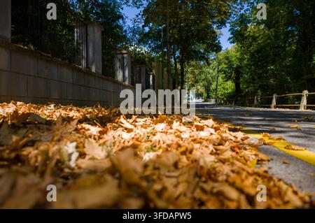 An einem ruhigen Herbsttag geht eine einsame Person eine malerische Straße entlang. Haufen von gefallenen goldenen Blättern sammeln sich entlang des Gehwegs und signalisieren die Ankunft des Stockfoto