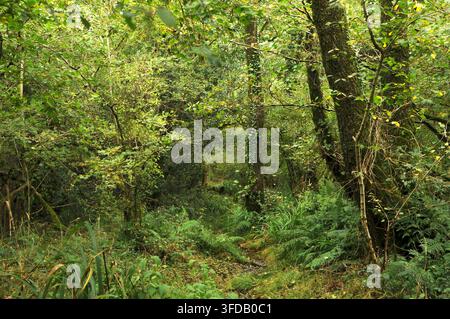 Mount Pleasant Lane, Kingcombe Meadows National Nature Reserve, Dorset, Großbritannien Stockfoto