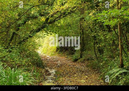 Mount Pleasant Lane, Kingcombe Meadows National Nature Reserve, Dorset, Großbritannien Stockfoto