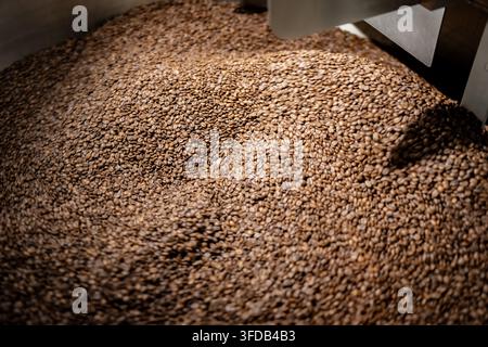 Ein dichter Haufen gerösteter Kaffeebohnen ruht unter dem Metallauslassschacht des Rösters, frisch aus dem Röstzyklus der Maschine gekommen. Stockfoto
