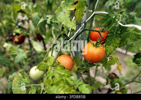 Tomaten in verschiedenen Reifestadien, die an grünen Ranken und Blättern hängen, zeigen den natürlichen Wachstumsprozess von Bio-Produkten in einem lebendigen Garten Stockfoto