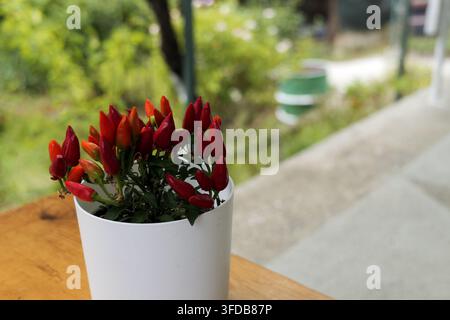 Zierliche Chili-Pflanze mit vielen leuchtend roten und orangefarbenen Früchten, die in einem weißen Topf auf einer Holzoberfläche wachsen, zeigt das Konzept von Heimgartneri Stockfoto