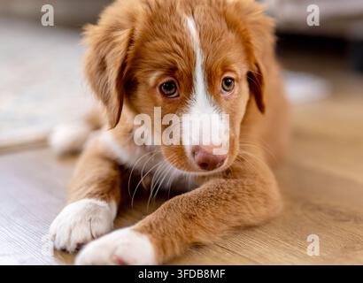 Toller Retriever-Hündchen, Das Zu Hause Auf Dem Boden Liegt Stockfoto